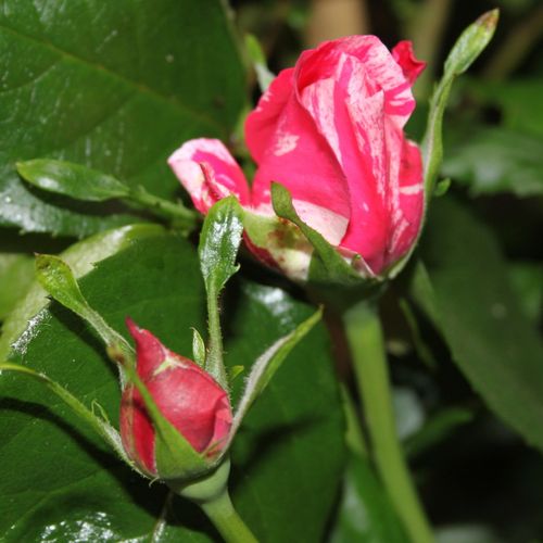 Rosa Ines Sastre® - rosa - blanco - Árbol de Rosas Floribunda - rosal de pie alto- froma de corona llorona